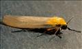 2051 (72.041) Four-spotted Footman
